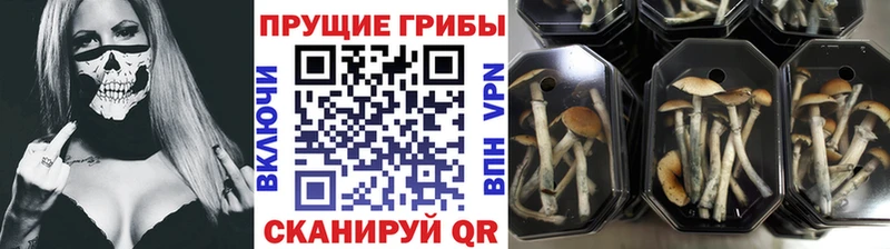 где продают наркотики  Гаджиево  Галлюциногенные грибы Psilocybine cubensis 